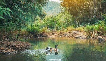 A male duck swimming in a forest river, quiet nature