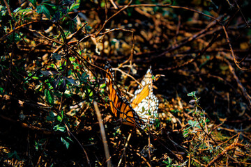 Monarca butterfly