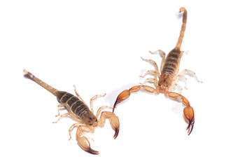Closeup picture of male (right) and female of the infamous and possibly dangerous yellow scorpion...