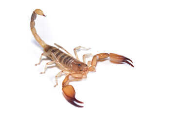 Closeup picture of a male of the infamous and possibly dangerous yellow scorpion Hemiscorpius...