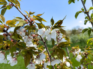 The first flowers on an apple tree in spring