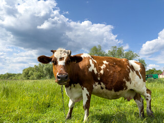Red cow with white spots grazing in meadow