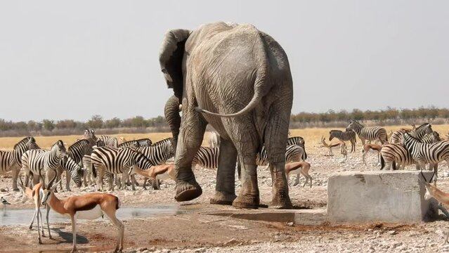 Huge elephant bull drinks at a waterhole in Etosha National Park Namibia and shows who is boss
