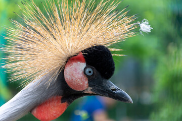 Beautiful crowned crane looking away