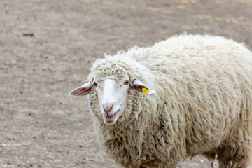A white sheep with long hair on it