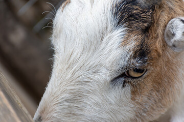 Close-up of the face of a white and brown goat