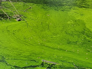 green algae grass in the pond