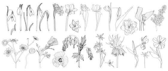 Set of Floral Botany Collection. Tulip, daffodils, snowdrops spring flower drawings. Line art on white background. 