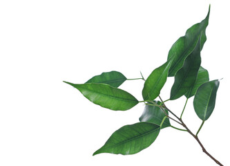 Ficus Benjamina green leaves, weeping fig twig isolated on white, top view