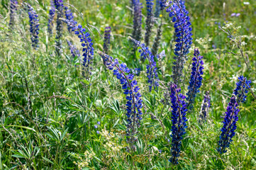 Purple flowers in a green meadow