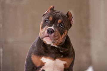 Portrait of American bully puppy