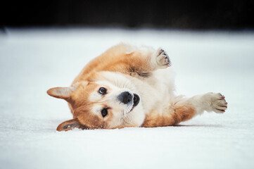 portrait of a funny corgi dog lying in the snow