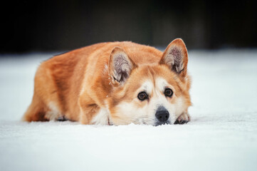 portrait of a funny corgi dog lying in the snow