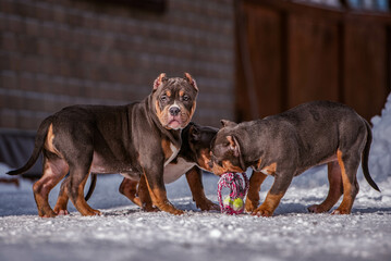 Portrait of three American bully puppies playing and running on camera