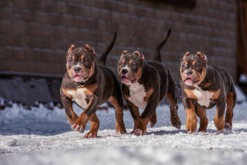 Portrait of three American bully puppies playing and running on camera