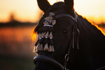 
large portrait of a black horse in a traditional bridle