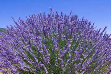 large purple lavender bush close up