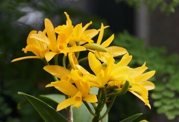 Close up of the bright yellow of Cattlianthe Golden Sparkle Pokia orchids