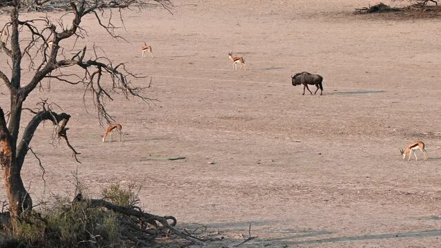 Camera pan over Auob dry riverbed  with Blue Wildebeest, Gnu and Springbok