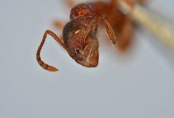 5X Ultra macro photography of ant