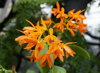 The tiny bright orange color of Guarianthe aurantiaca Key West orchids