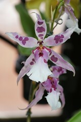 Closeup of the white and dark purple Aliceara Peggy Ruth Carpenter Morning Joy orchid