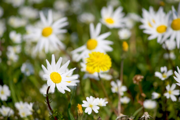 serene field of white daisies and yellow blossoms under the bright sunlight, creating a peaceful and natural scene