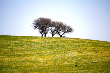 tranquil countryside scene with two bare trees on a grassy hill, surrounded by yellow flowers under a sunny sky - 746049681
