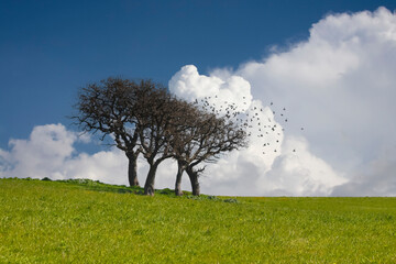 Two bare trees stand against a clear sky as a flock of birds takes flight, creating a harmonious...