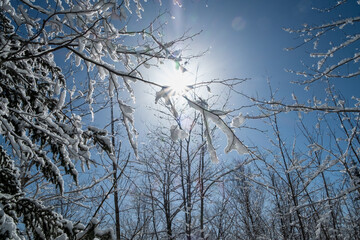 Fototapeta na wymiar Snow covered tree branch with a clear blue sky