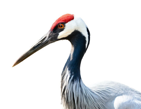 Kranich vogel isoliert auf wei&szlig;en Hintergrund, Freisteller