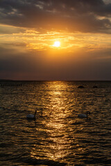 Swans swim in the sea at a golden sunset