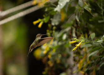 Picaflor, colibri posando en laurel y alimentandose