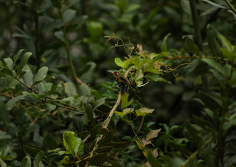 Picaflor, colibri posando en laurel y alimentandose