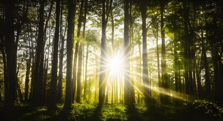 Fototapeta na wymiar Forest with sun beams through trees