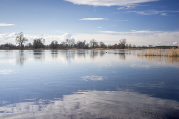 Fototapeta premium Graniczna rzeka Odra w Lubuskim - wysoki stan wody