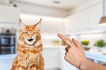 Pet Discipline. Points  Finger to  Cat