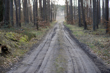 Fototapeta na wymiar Typowa droga w polskim lesie sosnowym