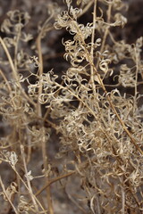 Chylismia Claviformis Subspecies Peirsonii, a native annual herb displaying senescent bodies, winter in the Borrego Valley Desert.