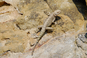 lizard- Caucasian agama, Georgia