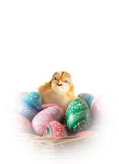 cute 1 day old chicken with easter eggs on white - 746055222