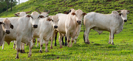 The nellore cattle herd