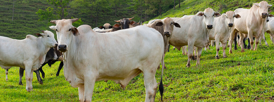 The nellore cattle herd