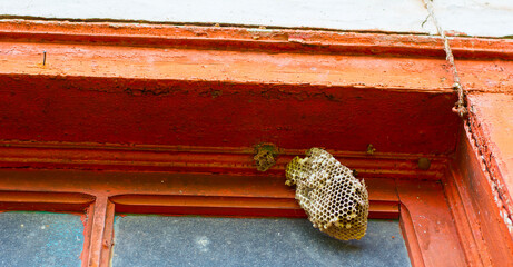 The wasp house isolated on windows