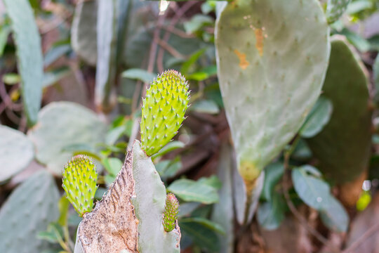 The cactus tree with fruit "figo da &iacute;ndia"