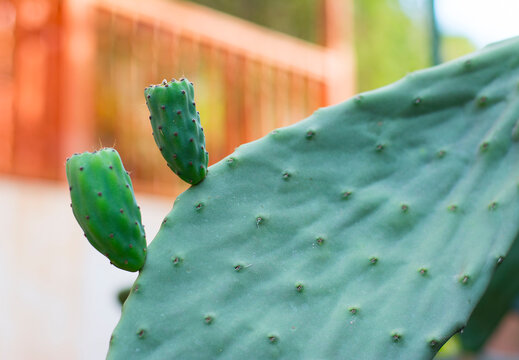 The cactus tree with fruit "figo da &iacute;ndia"