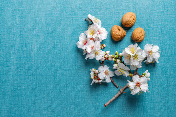 Obraz na płótnie Canvas Almond flowers and walnuts on a blue background. Pesach celebration concept (jewish Passover holiday)