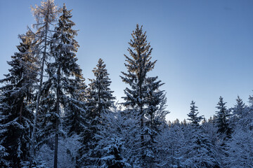 Pine forest in winter in the snow at sunset