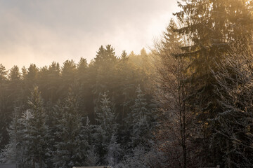 Fototapeta na wymiar Pine forest in winter in the snow at sunset