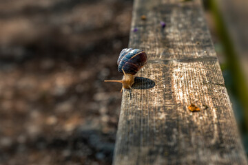 snail on a wood